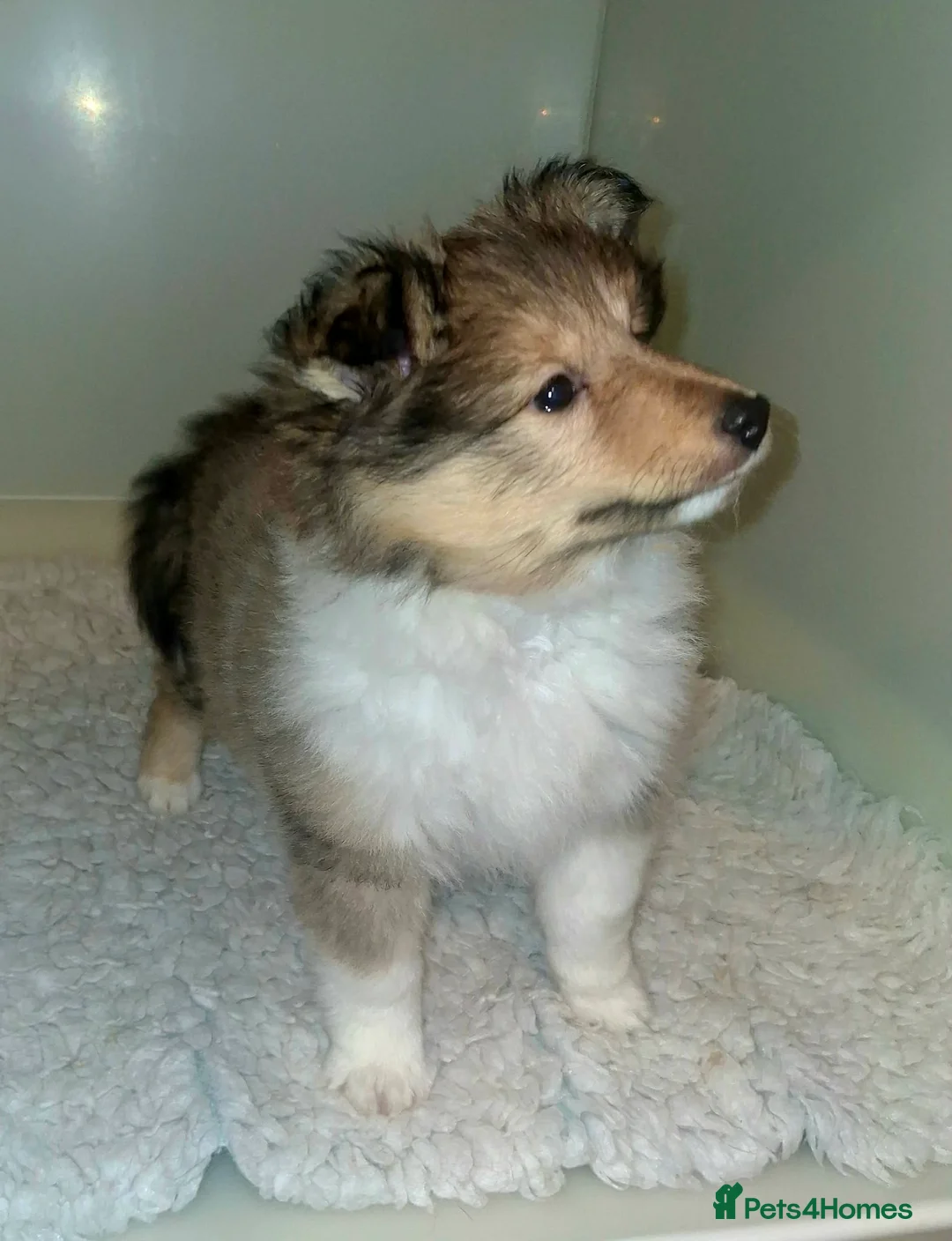 Shetland Sheepdog dogs for sale: Male Shetland Sheepdog Puppy - Advert 3