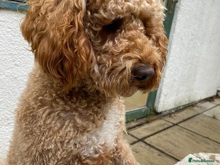 Cockapoo dogs in High Wycombe - Advert 17