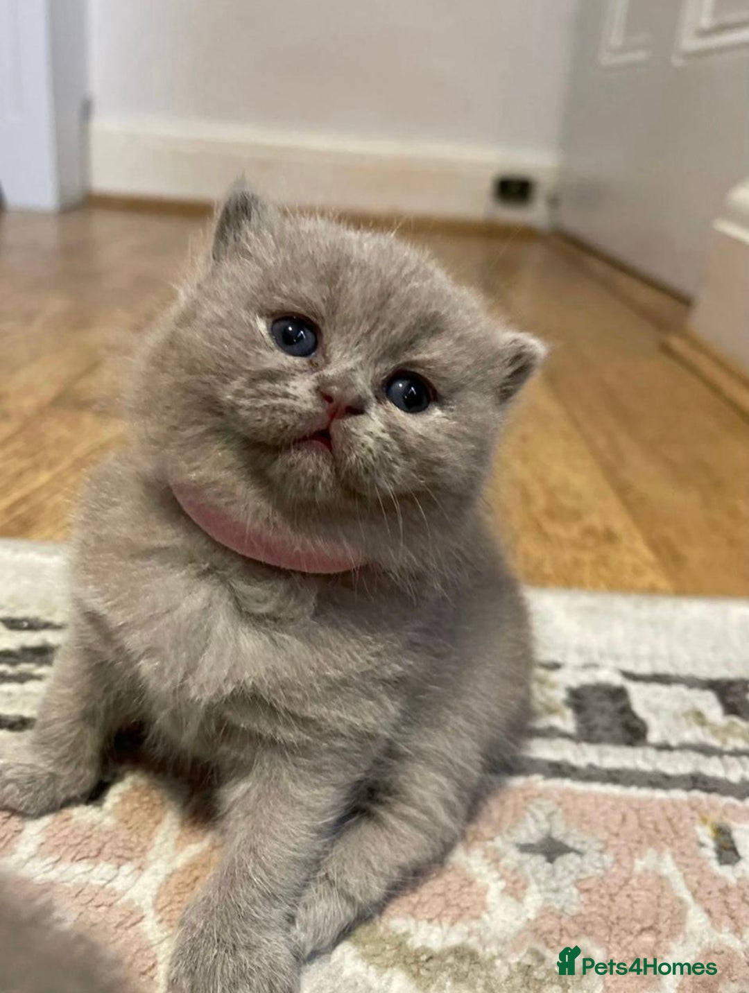 British Shorthair cats for stud: STUNNING GCCF REGISTERED PROVEN STUD - Advert 3