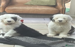 Old English Sheepdog dogs for sale: Kc old English sheep dog puppies  - Image 8