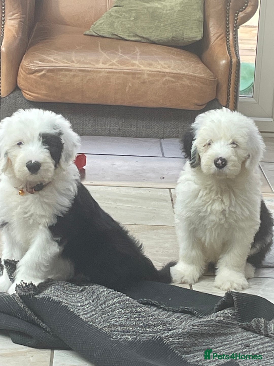 Old English Sheepdog dogs for sale: Kc old English sheep dog puppies  - Image 8