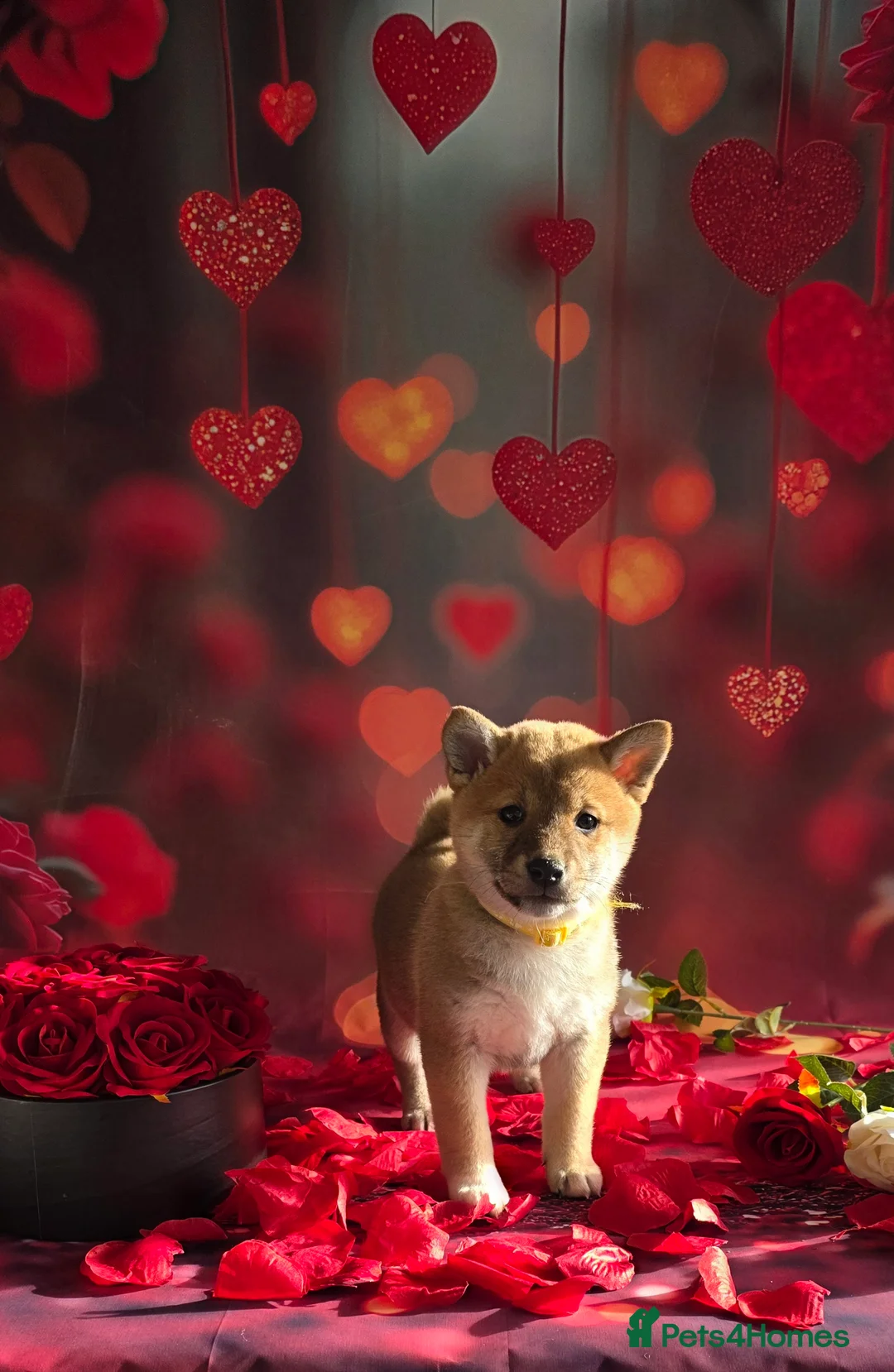 Japanese Shiba Inu dogs for sale: Outstanding Japanese Shiba Inu - Advert 25