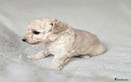 Miniature Poodle dogs for sale: SMALL SIZE MINIATURE PUPPIES RARE COLOUR DNA TEST - Image 4