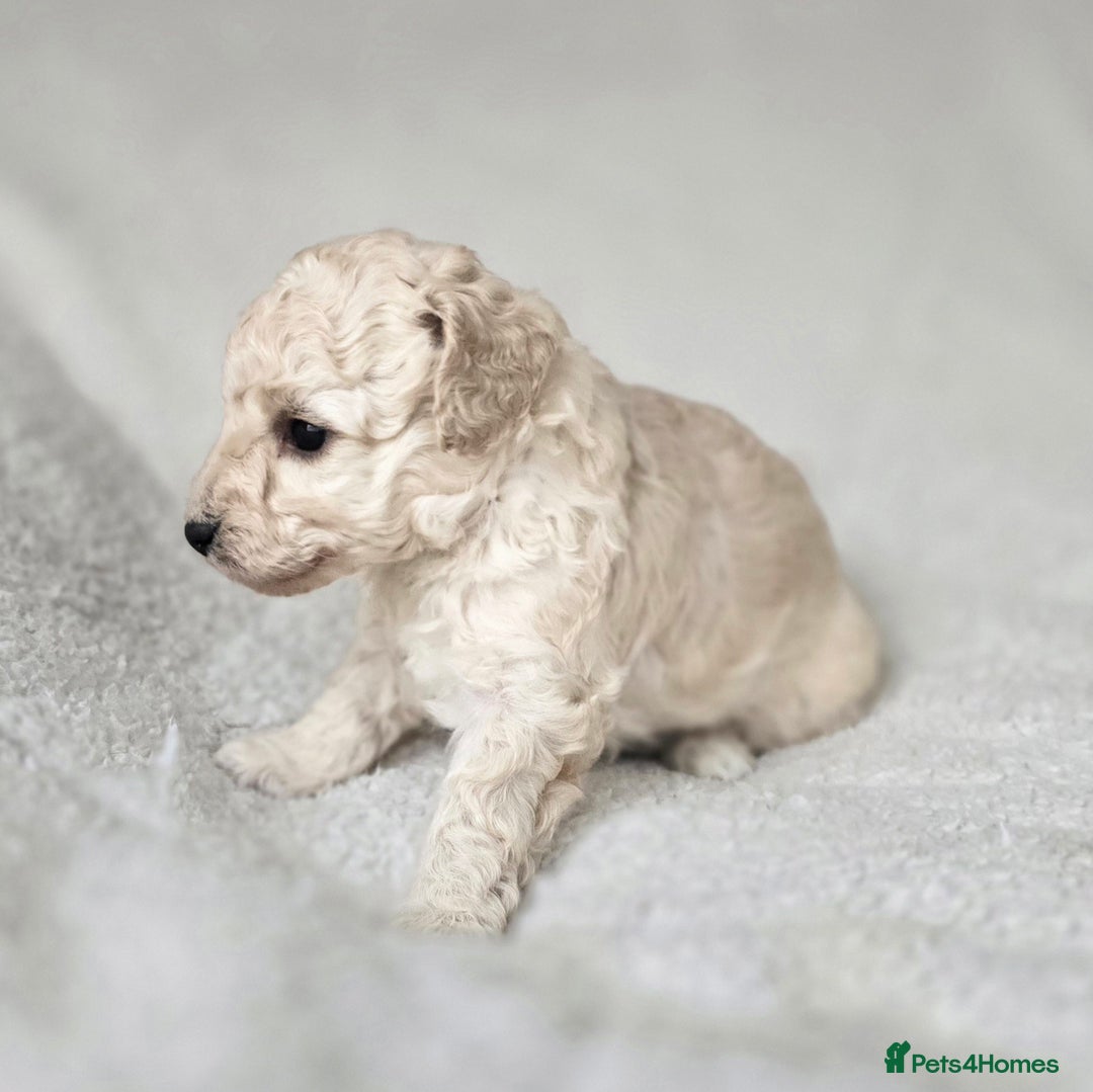 Miniature Poodle dogs for sale: SMALL SIZE MINIATURE PUPPIES RARE COLOUR DNA TEST - Image 4