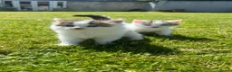 British Longhair cats for sale: CUTE FLUFFY KITTENS LOOKING FOR A FOREVER HOME - Advert 1