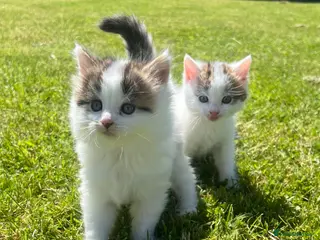 British Longhair cats CUTE FLUFFY KITTENS LOOKING FOR A FOREVER HOME - Advert 6