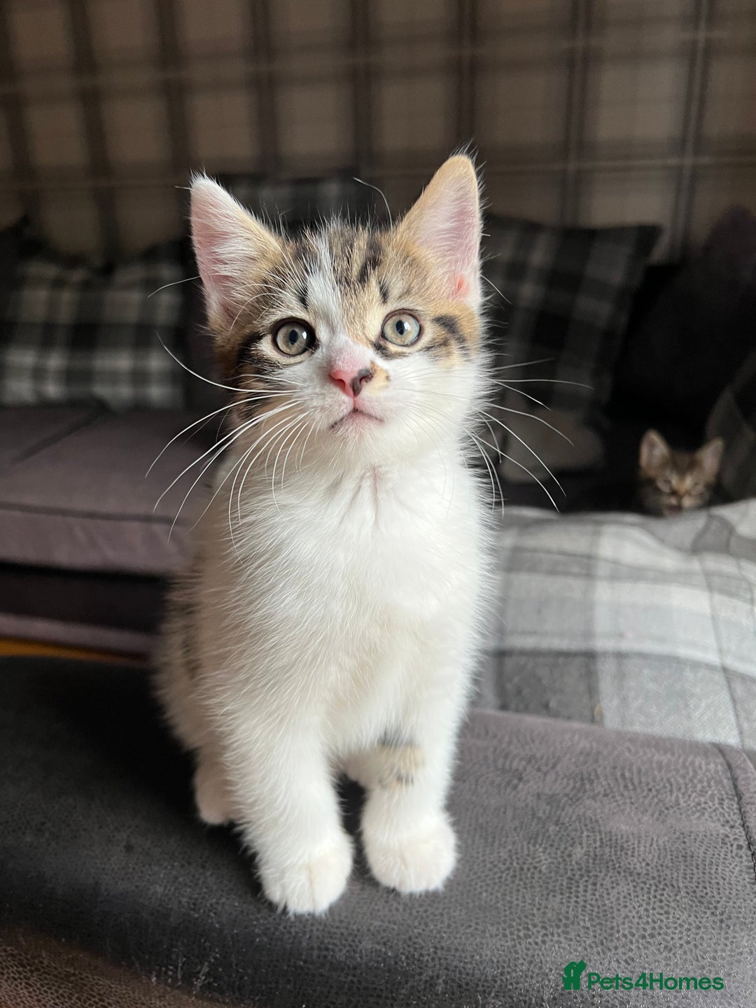 Mixed Breed cats for sale: 2 male kittens for sale  - Image 1