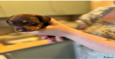 Mixed Breed dogs - Advert 6