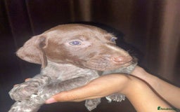 German Shorthaired Pointer dogs for sale: Stunning Litter of GSP puppies - Image 10