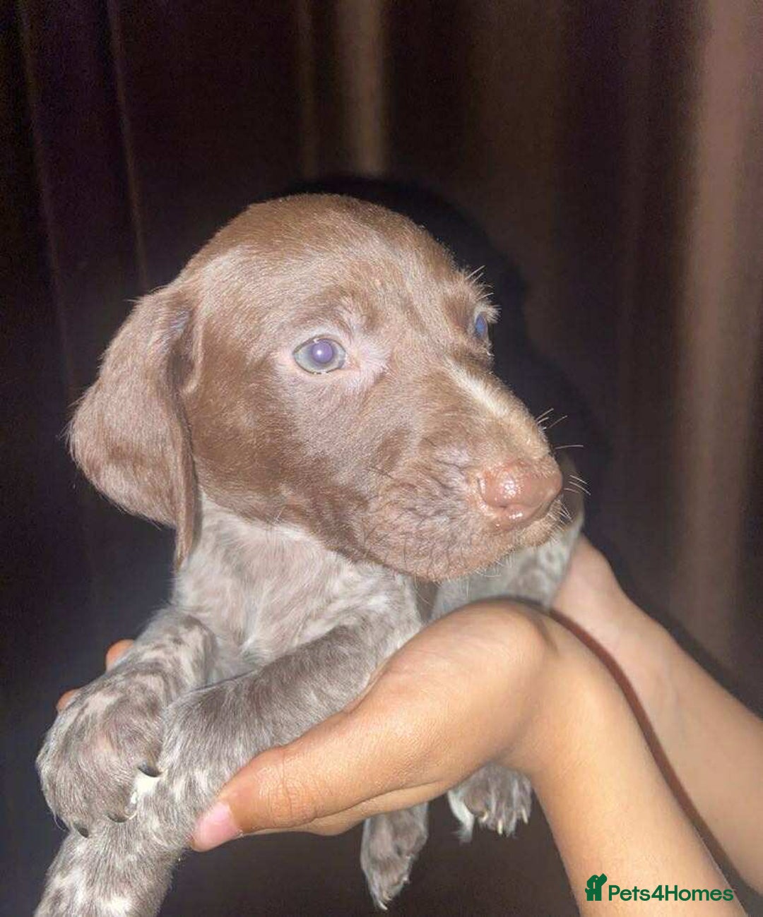 German Shorthaired Pointer dogs for sale: Stunning Litter of GSP puppies - Image 10