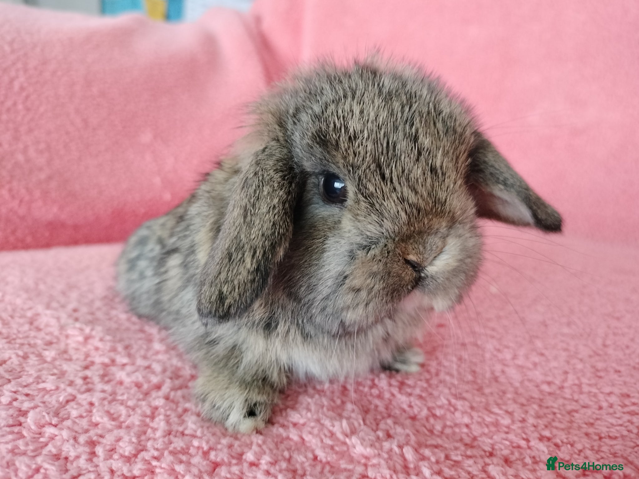 Mini Lop rabbits Baby mini lops for sale  - Advert 14