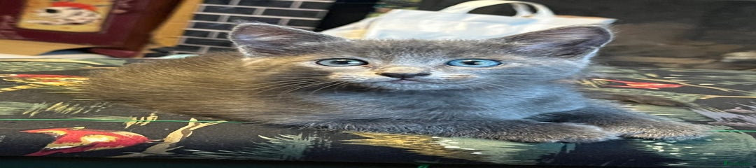 Oriental Kitten 3: “NOT THE BUTTONS”