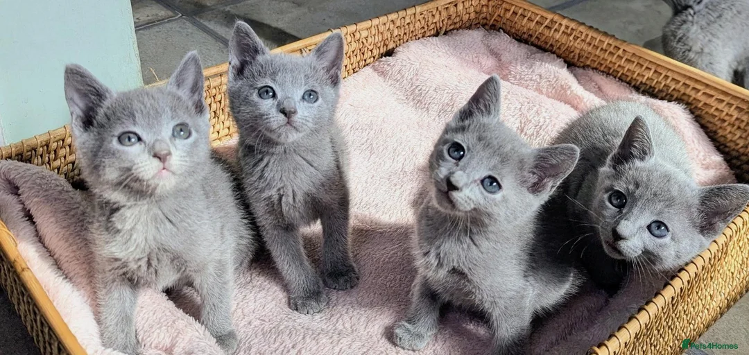 Russian Blue cats for sale: Affectionate Lap Kittens – Pedigree TICA - Advert 11