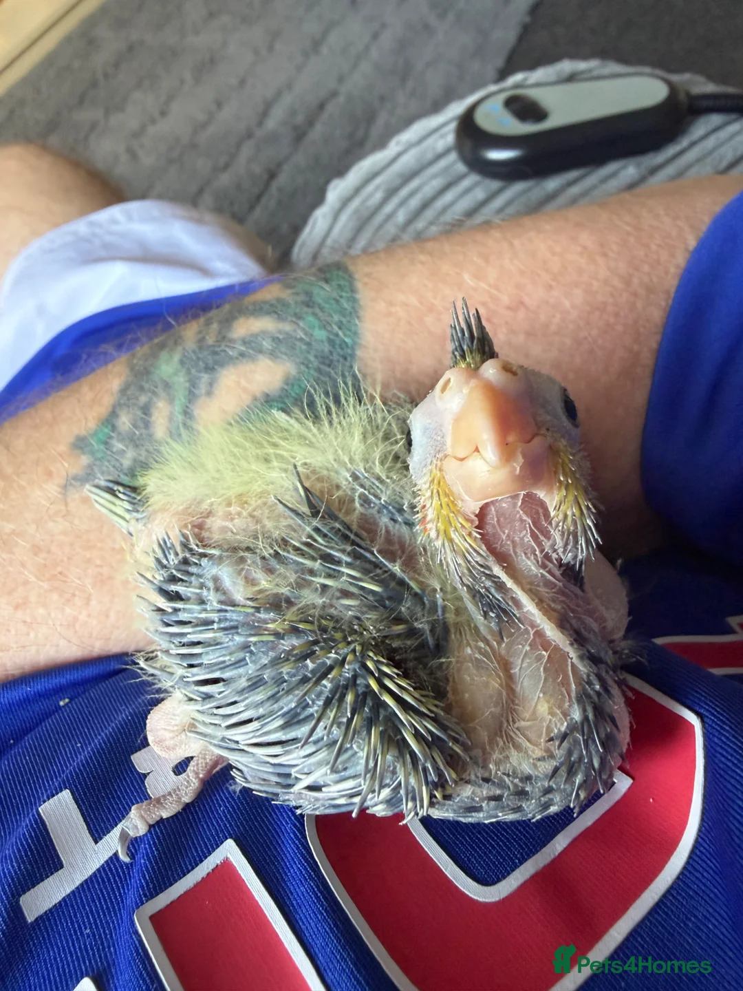 Cockatiels birds for sale: Baby cockatiel  - Advert 1