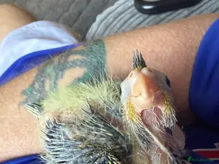 Cockatiels birds Baby cockatiel - Advert 2