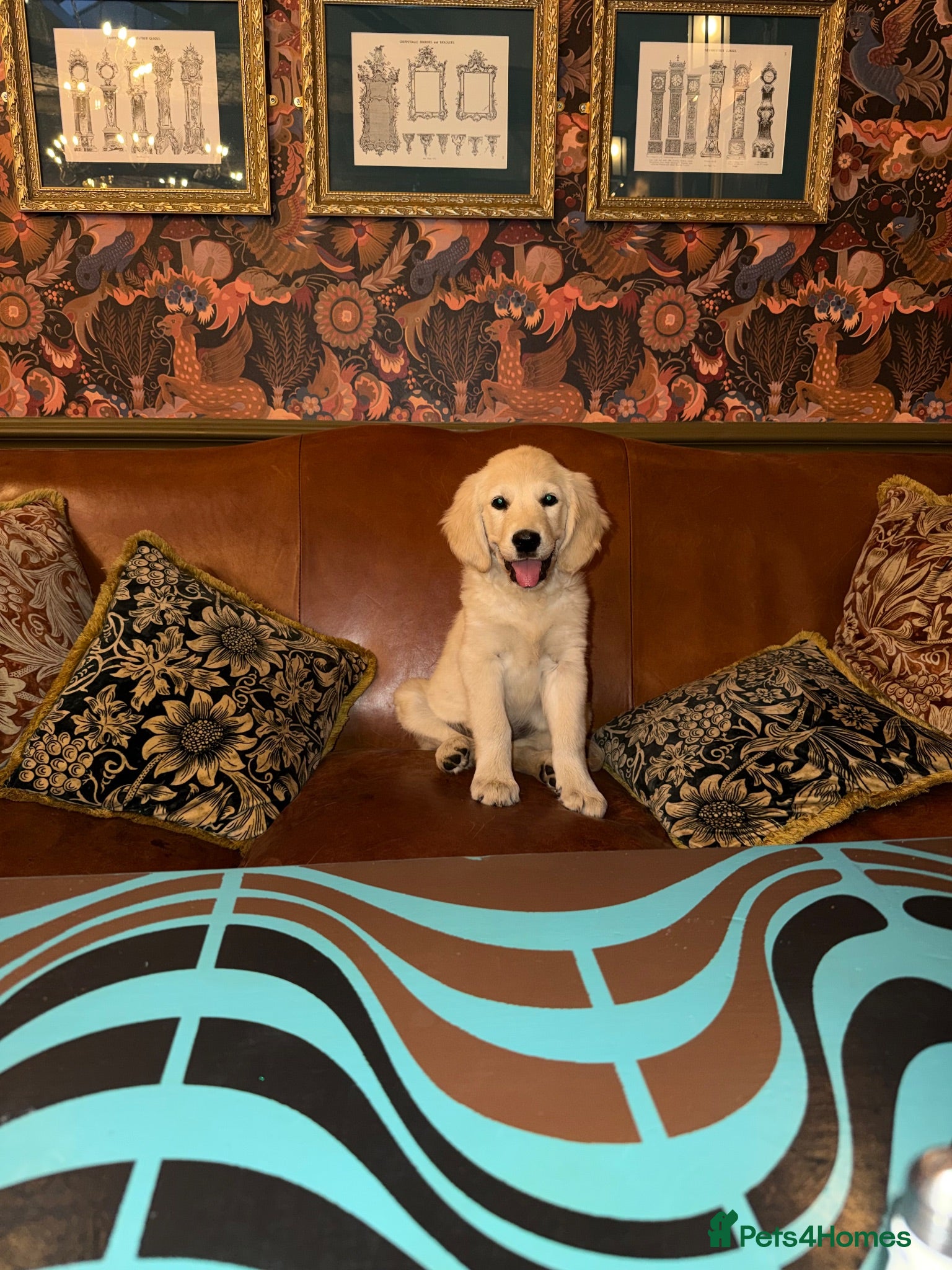 Golden Retriever dogs Fully vaccinated! Bryn Bach Golden X Angel Annwyl - Advert 12