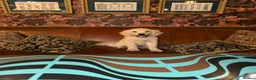 Golden Retriever dogs for sale: Fully vaccinated! Bryn Bach Golden X Angel Annwyl - Advert 1