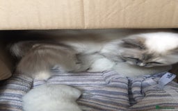 Ragdoll cats for sale: Purebred Ragdoll Kittens HCM PKD  clear - Image 3