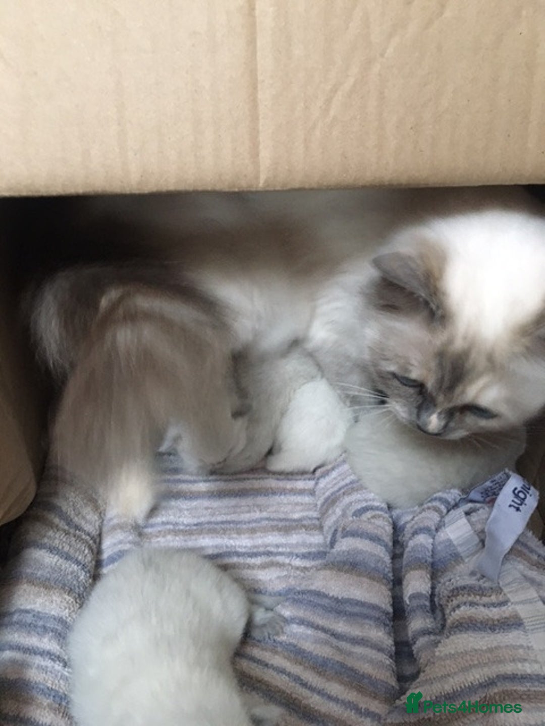 Ragdoll cats for sale: Purebred Ragdoll Kittens HCM PKD  clear - Image 3