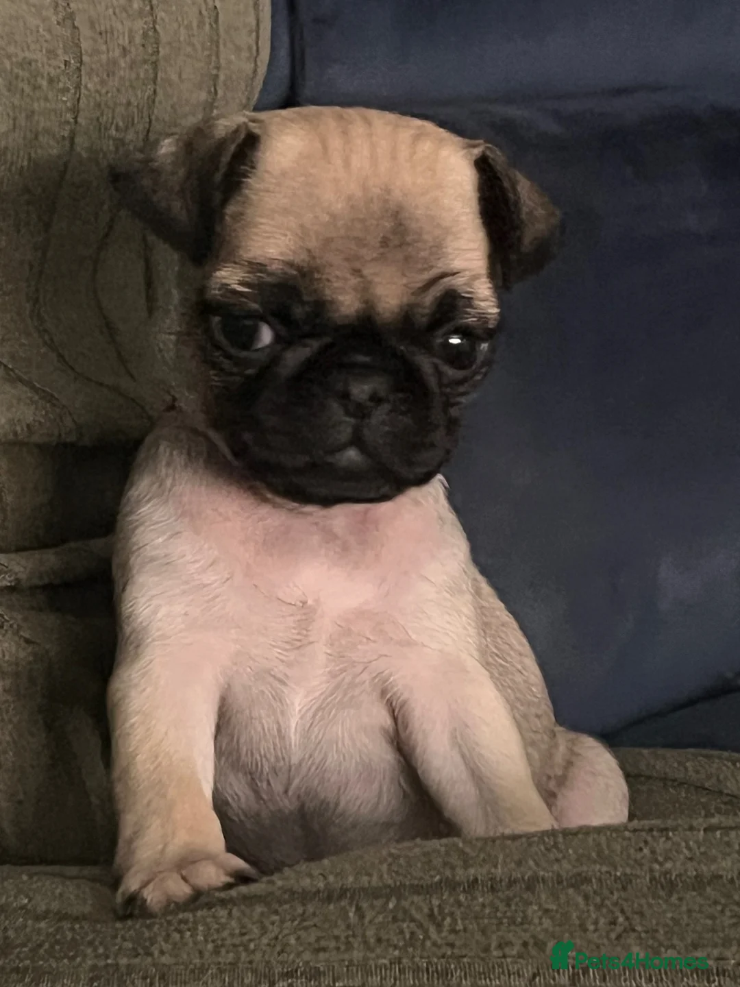 Pug dogs for sale: 🐾 Beautiful Pug Puppies   🐾 - Advert 14