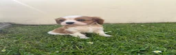 Cavalier King Charles Spaniel dogs for sale: Blenheim boys available  - Advert 6