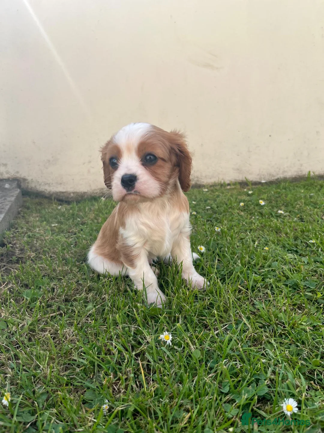 Cavalier King Charles Spaniel dogs for sale: Blenheim boys available  - Advert 6