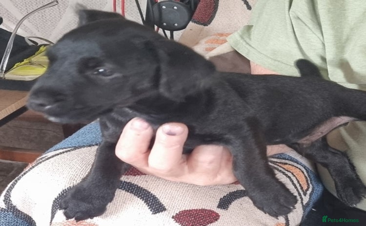 Patterdale Terrier dogs - Advert 2