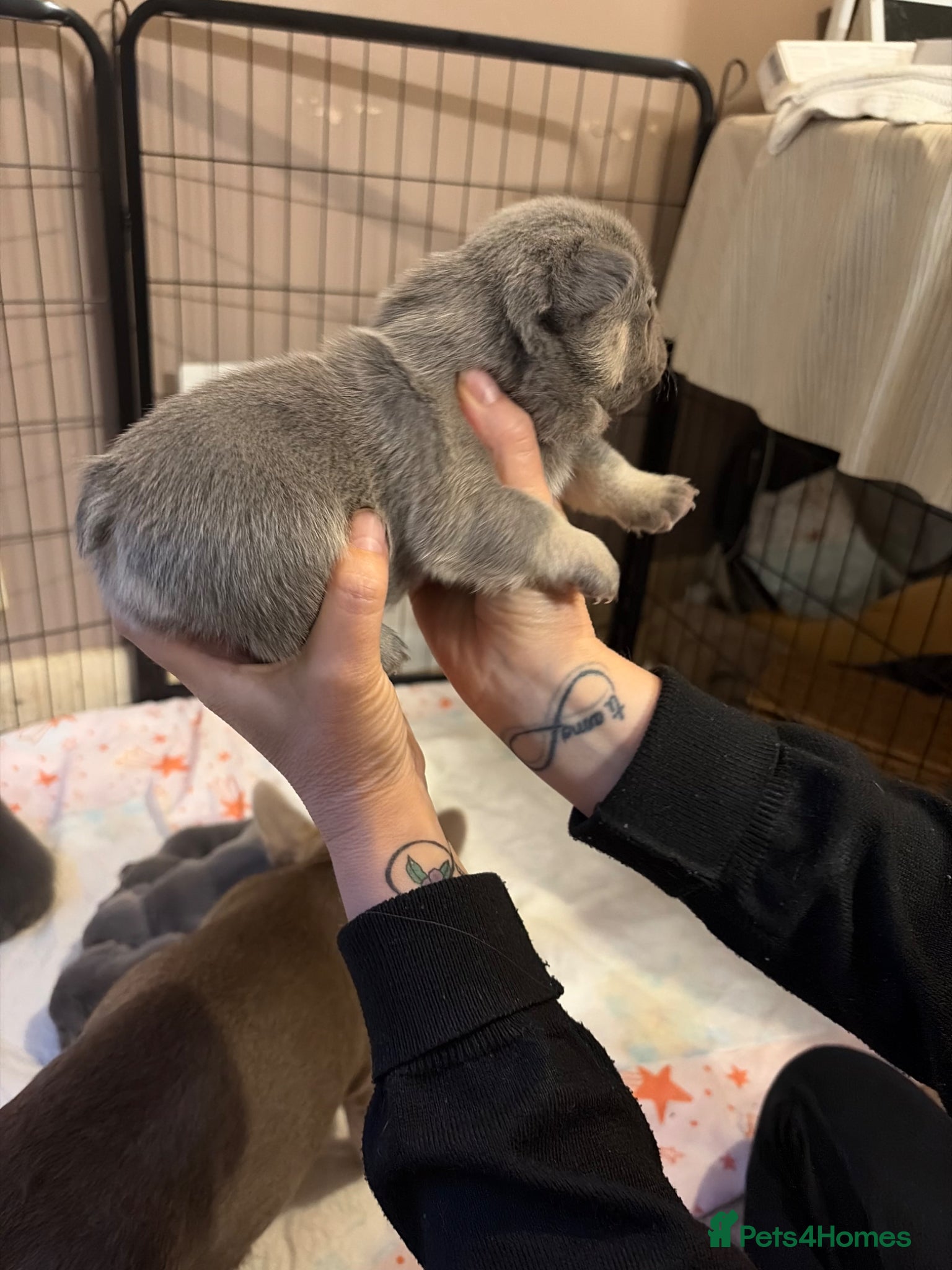 French Bulldog dogs for sale: French bulldog puppies  - Advert 7