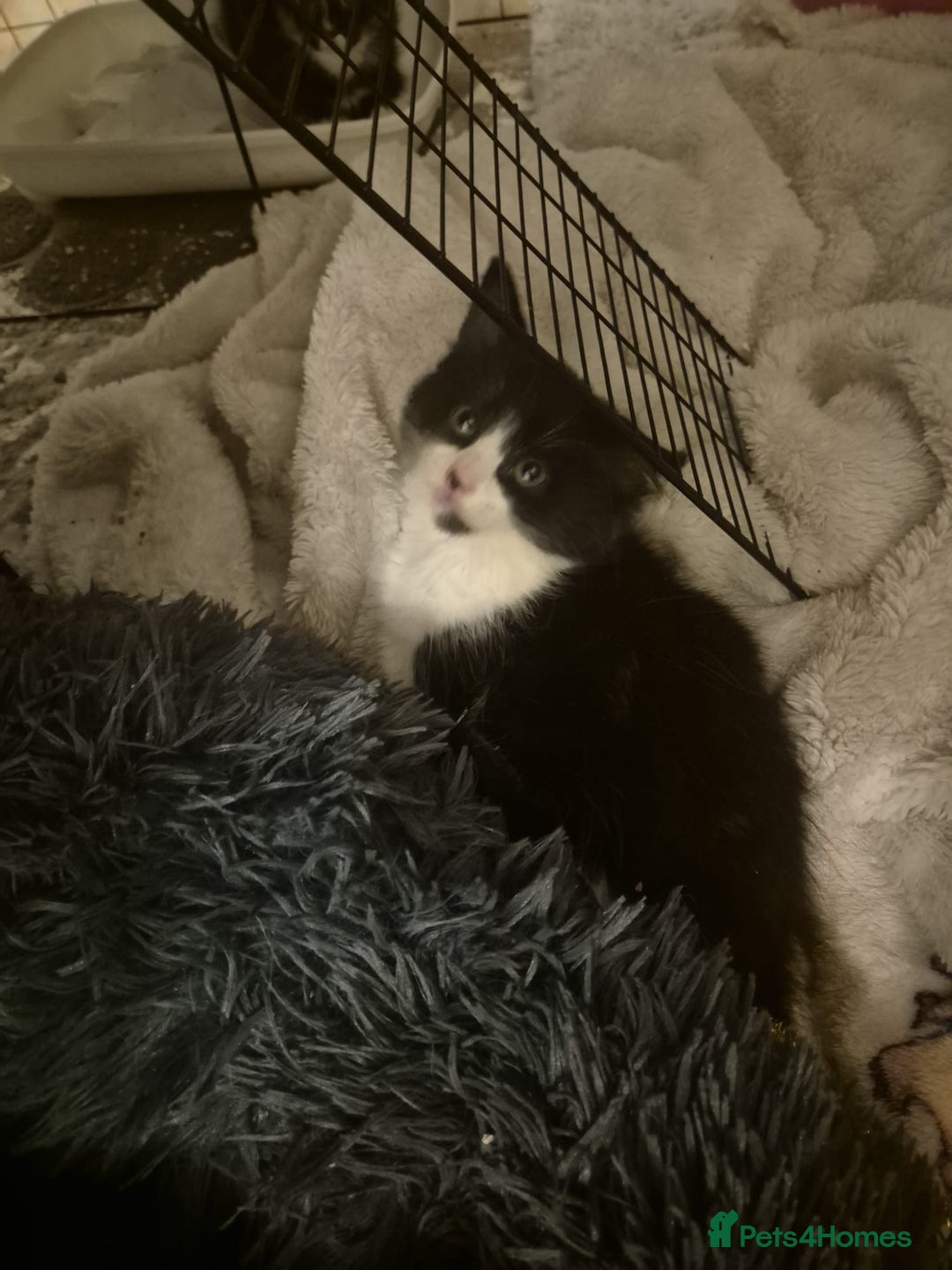 Mixed Breed cats for sale: Adorable kittens - Advert 8