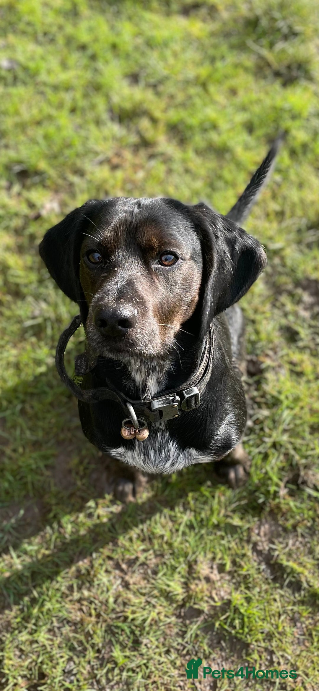 Bocker dogs for stud: Bocker (Spaniel/Beagle) for stud  in Bracknell - Image 11