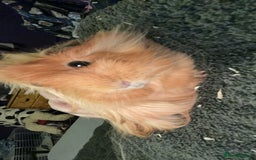 Guinea Pig rodents for sale: Guinea pigs two females  - Advert 3