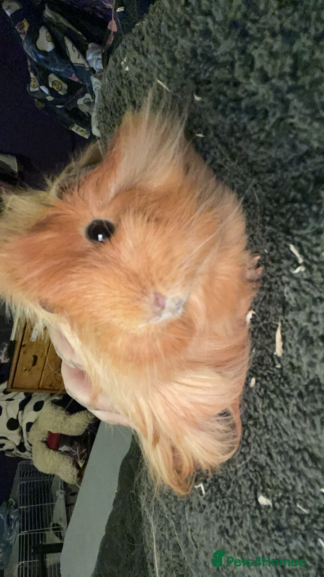 Guinea Pig rodents for sale: Guinea pigs two females  - Advert 3