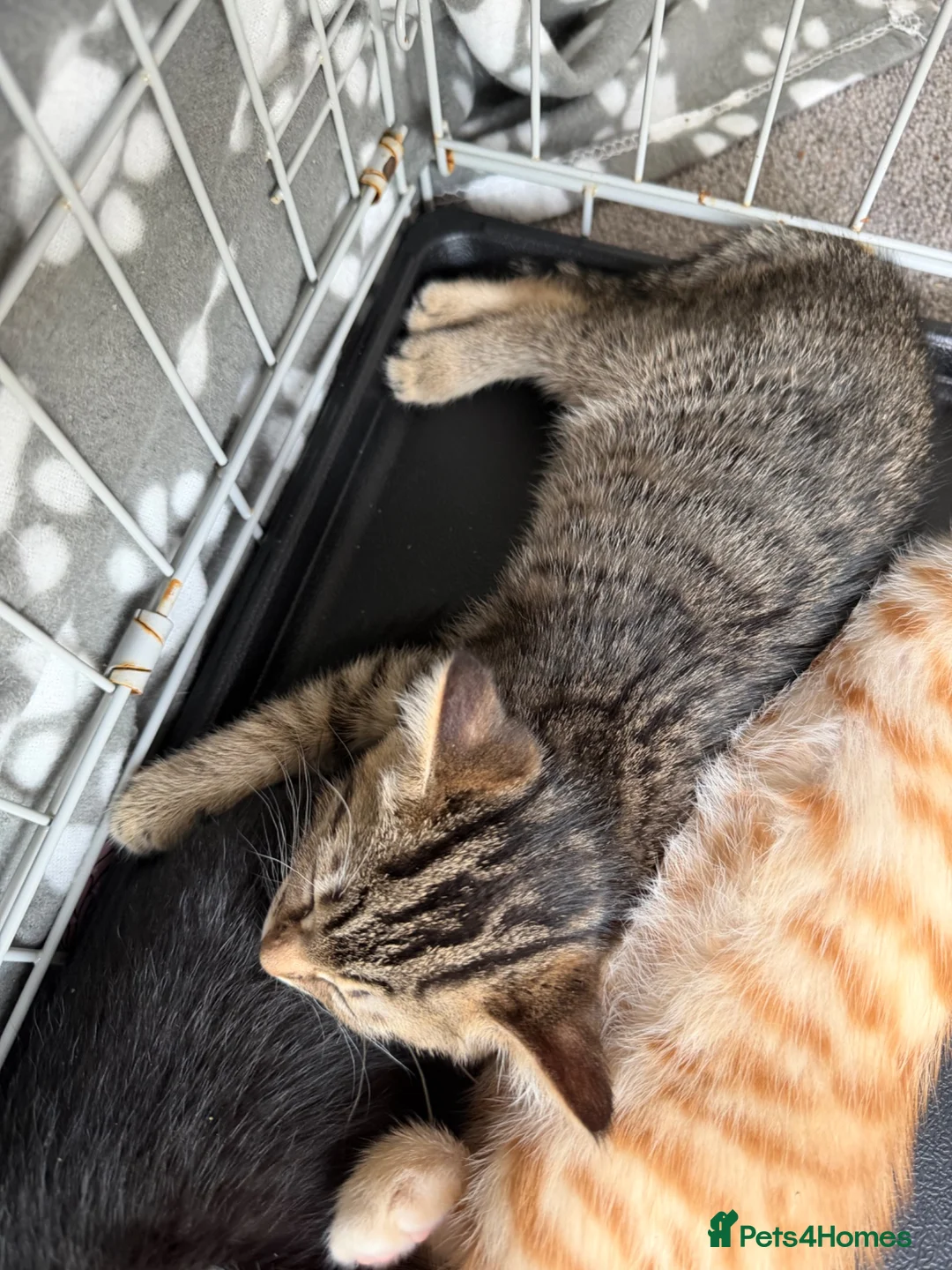 British Shorthair cats for sale: 3 British short hair kitten - Advert 2
