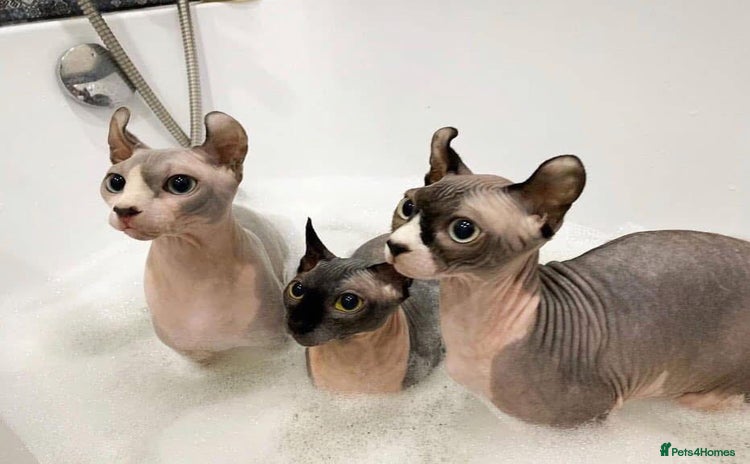 Sphynx cats - Advert 1
