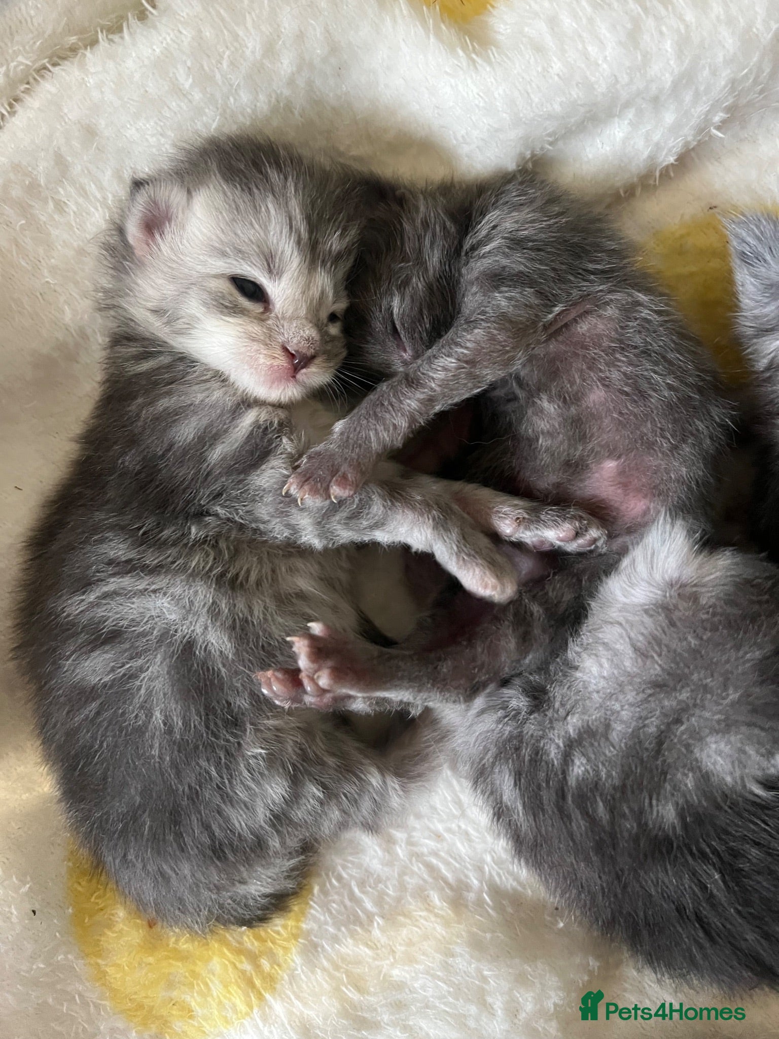 Maine Coon cats RUSSIAN BLOODLINE MAINCOON KITTENS - Advert 18