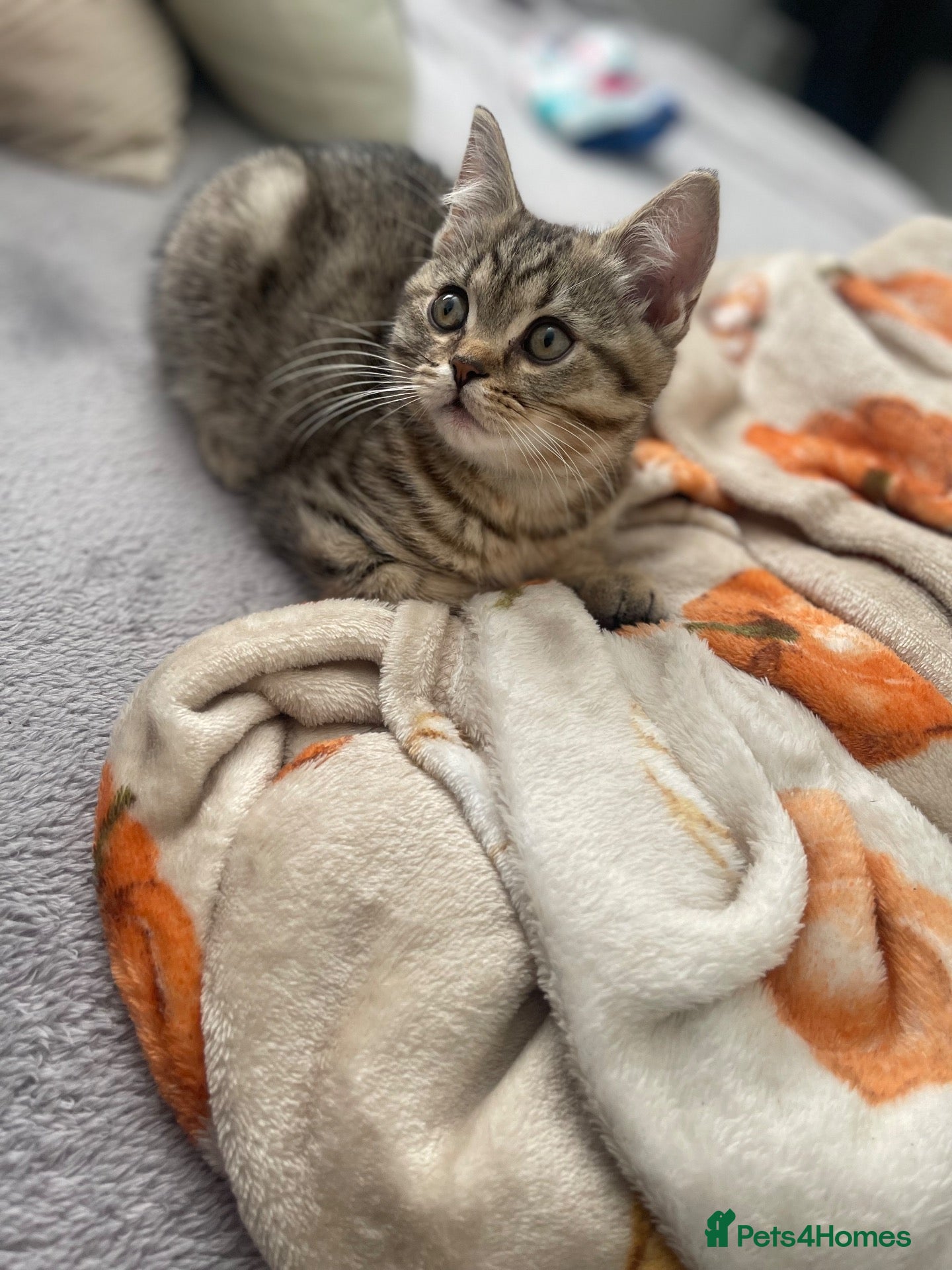 Scottish Fold cats 1 kitten ready now! ❤️ price reduced❤️ - Advert 18