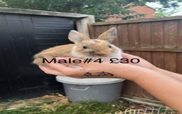 English Spot rabbits for sale: 9 x Adorable baby rabbits for sale  - Image 6