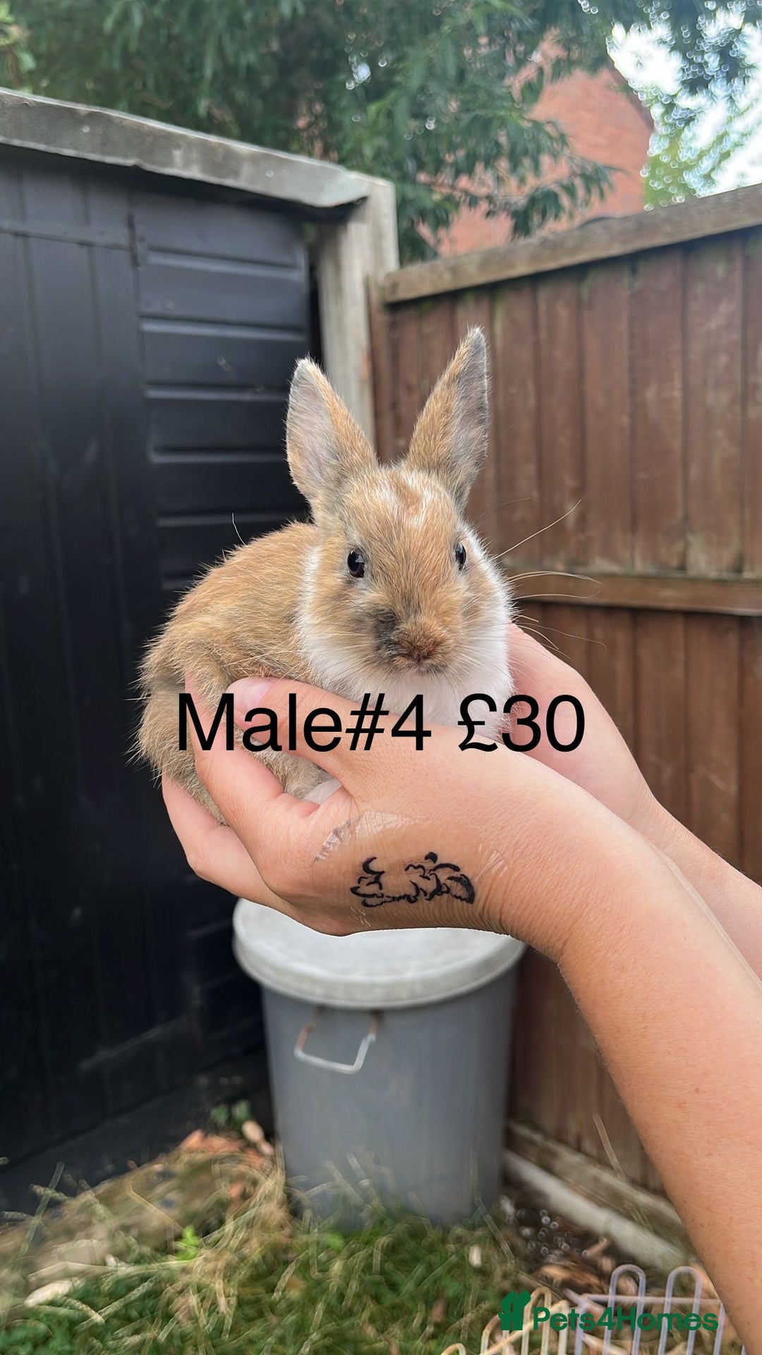 English Spot rabbits for sale: 9 x Adorable baby rabbits for sale  - Image 6