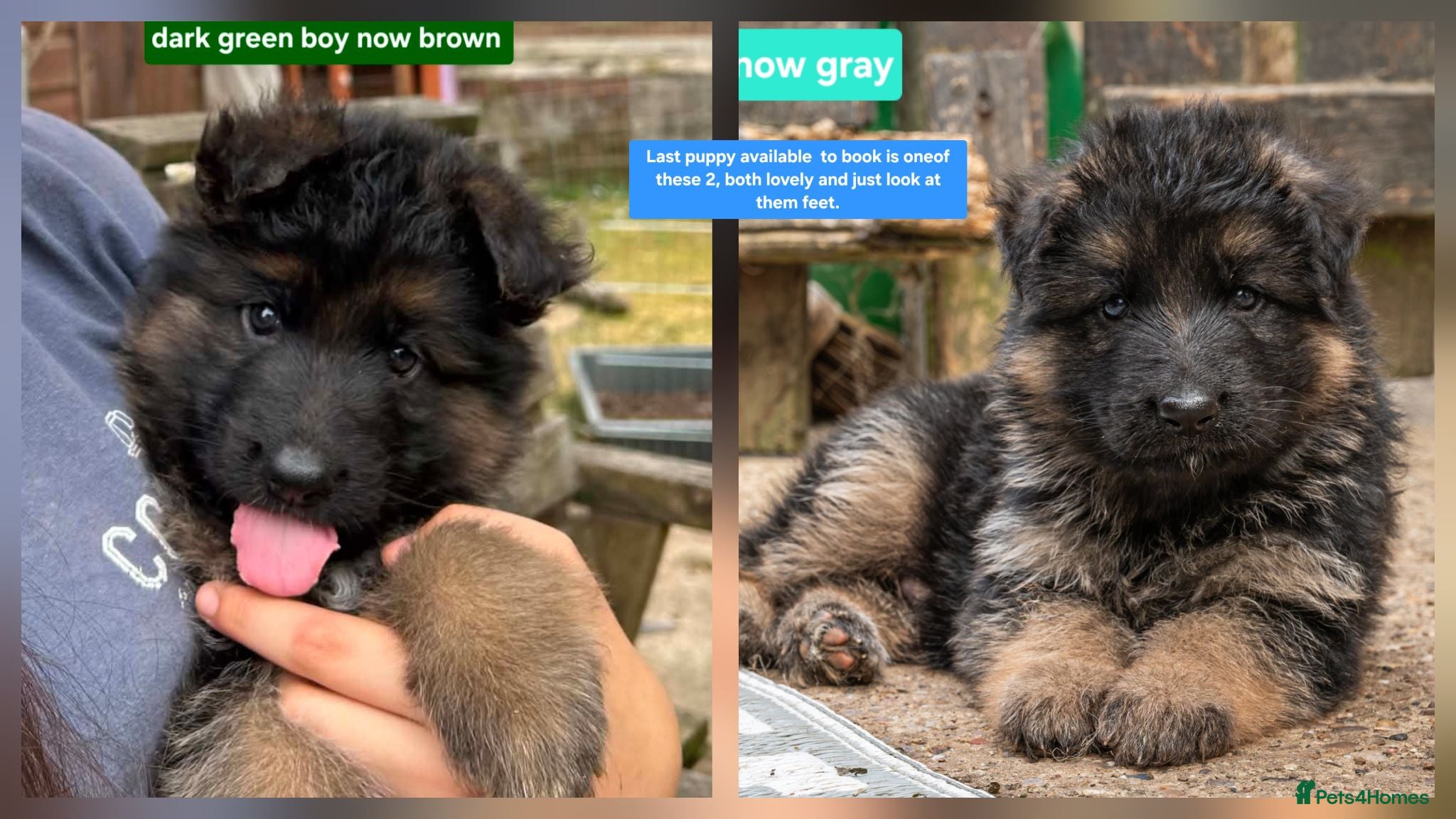 German Shepherd dogs KC Fantastic long coat German Shepherd's  - Advert 1