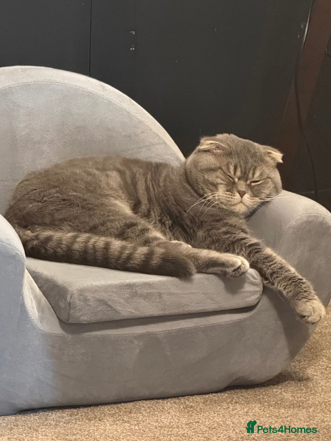 Scottish Fold cats for sale: Scottish fold kittens - Advert 3