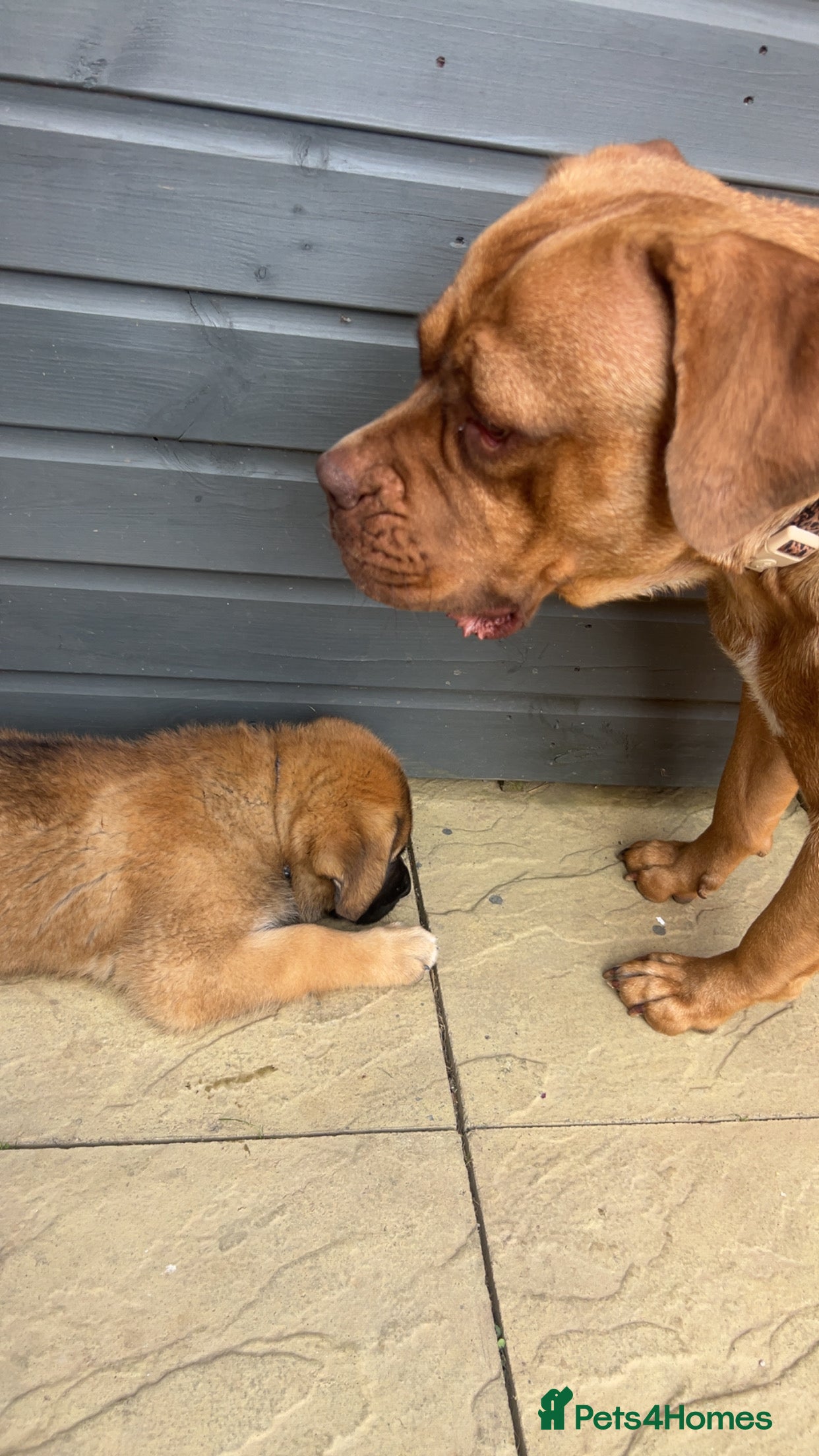 Mixed Breed dogs Douge De Bordeaux X German Shepard's - Advert 2