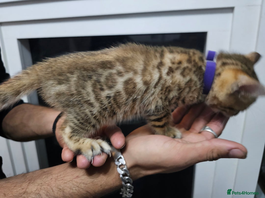 Bengal cats for sale: ✨️Stunning Bengal Babies-Exotic, Playful & Loving - Advert 12