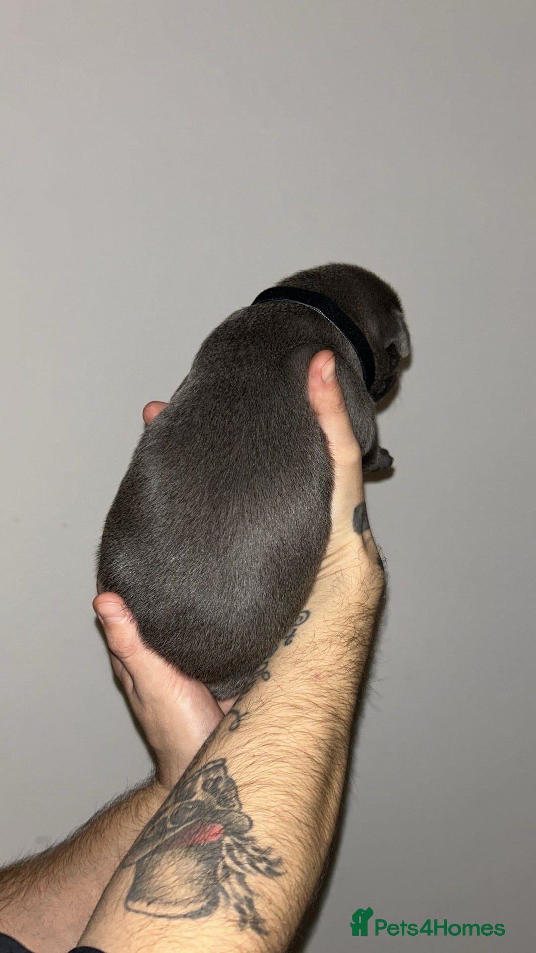 Staffordshire Bull Terrier dogs for sale: Blue staffie puppies   - Advert 19