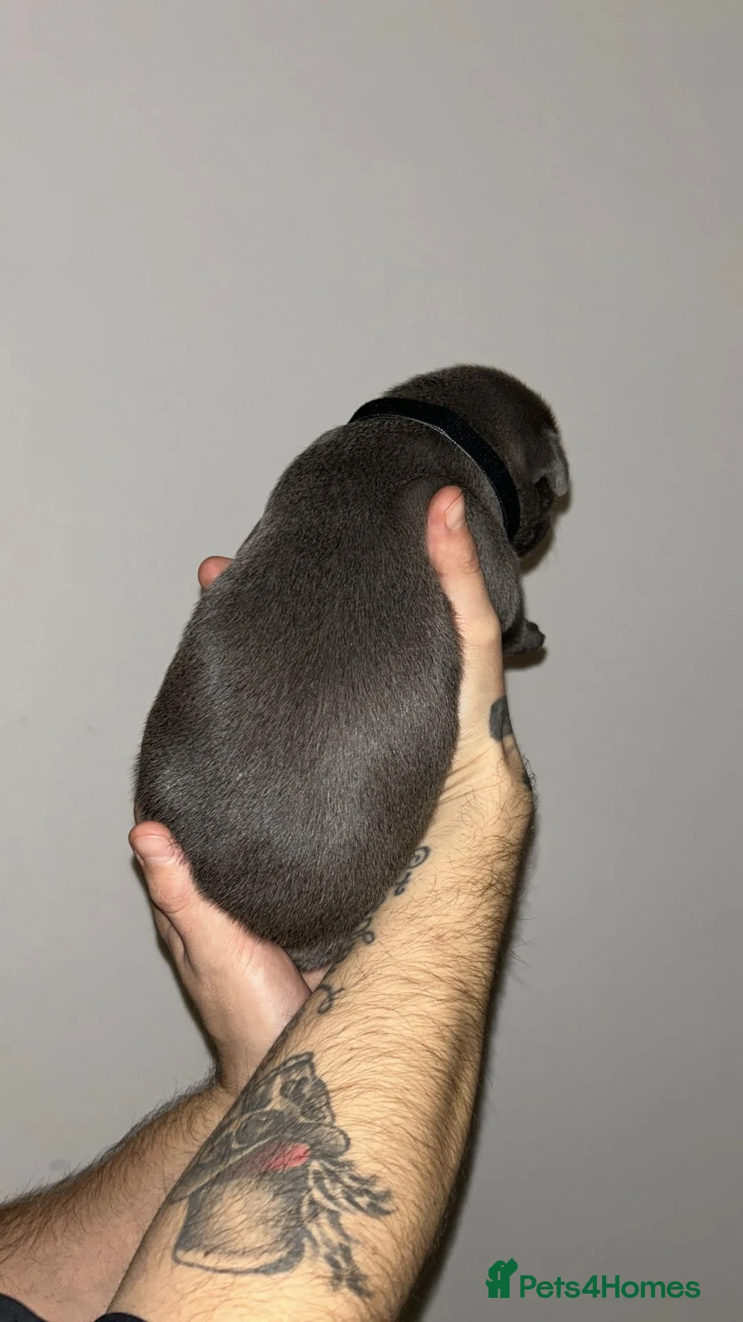 Staffordshire Bull Terrier dogs for sale: Blue staffie puppies   - Advert 24