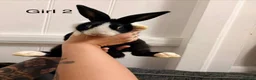 Dutch rabbits for sale: 7 baby Dutch rabbits mixed litter  - Advert 14