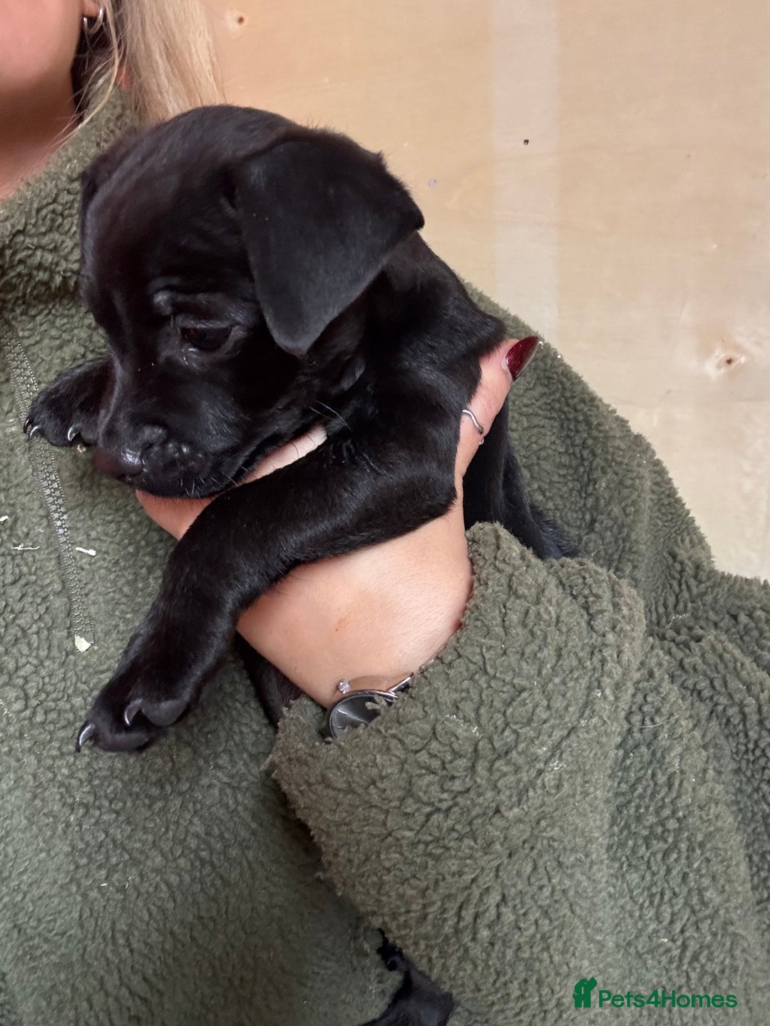Patterdale Terrier dogs for sale: Patterdale puppy  - Advert 6
