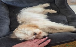 Cavapoo dogs for sale: Cavapoo female puppy  - Image 5