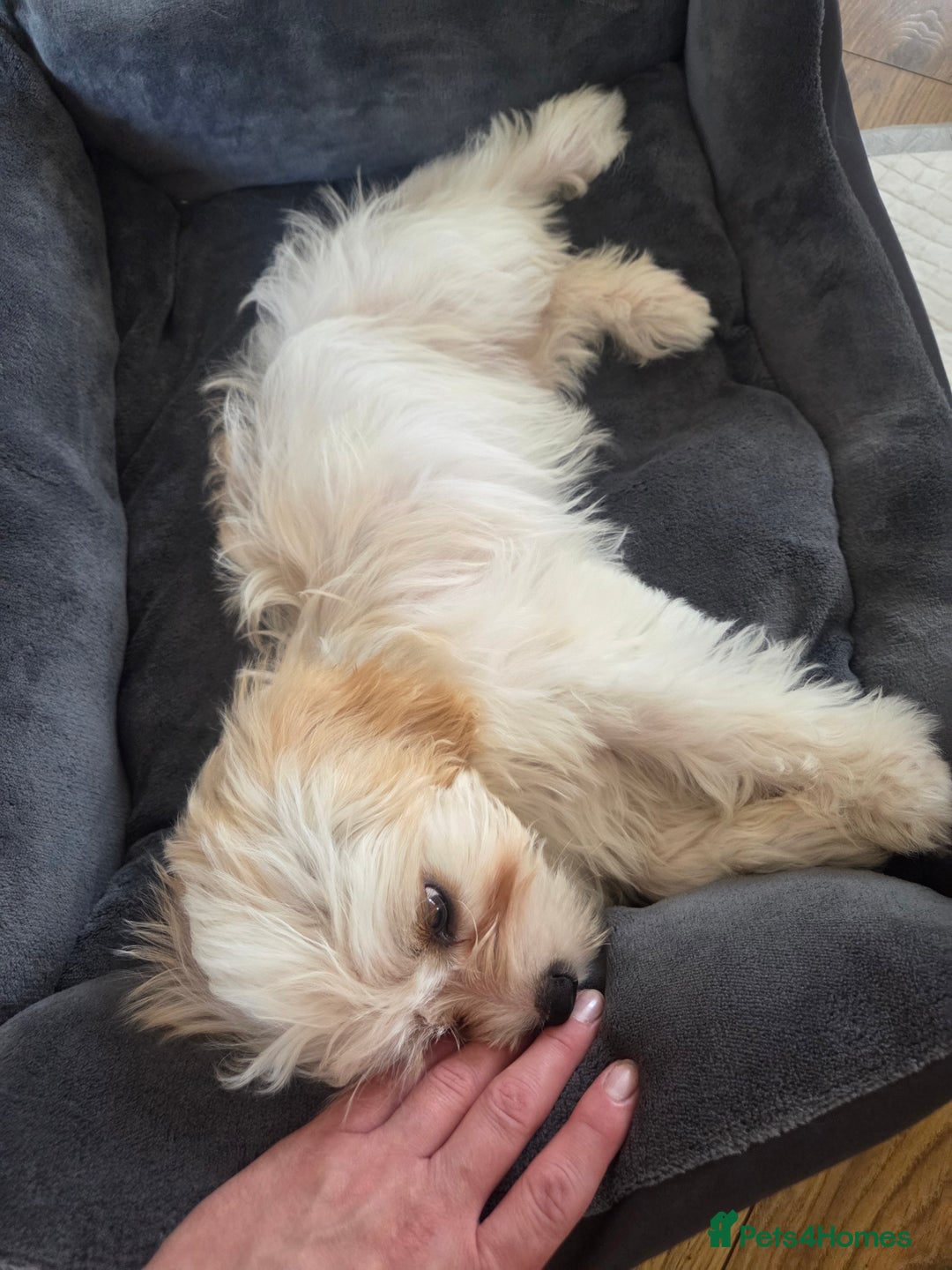 Cavapoo dogs for sale: Cavapoo female puppy  - Image 5