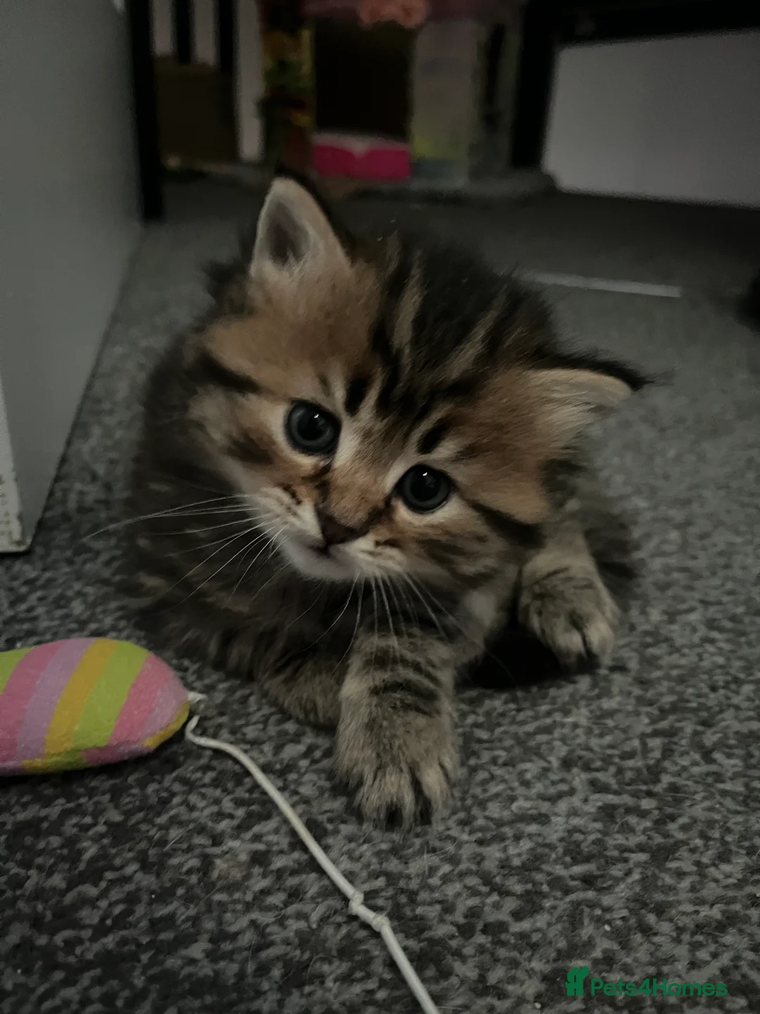 British Shorthair cats for sale: 3 beautiful kittens for sale Bsh/norwegian   - Advert 16