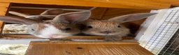Mixed Breed rabbits for sale: Bunnies looking for homes in Hockley - Advert 3